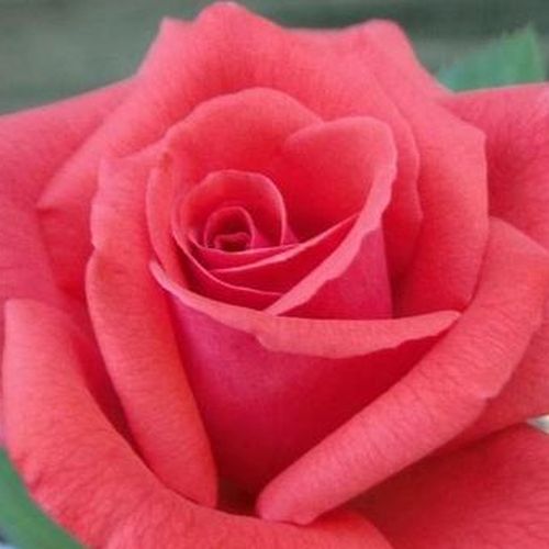 Rosa Rosalynn Carter™ - trandafir cu parfum intens - Trandafir copac cu trunchi înalt - cu flori teahibrid - roșu - De Ruiter Innovations BV. - coroană tufiș - Datorită culorii deosebite poate fi un fundal deosebit altor flori de culoare roșu aprins, galb
